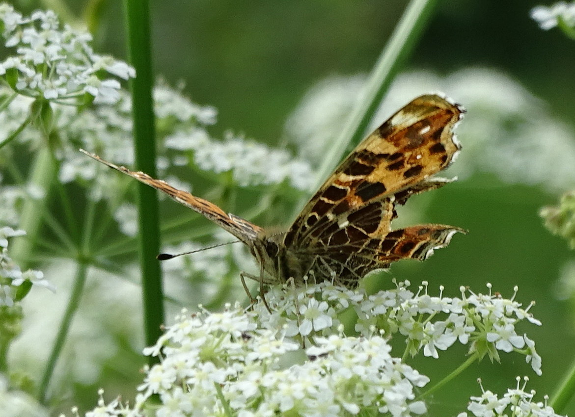 Vlinders in het voorjaar van 2019