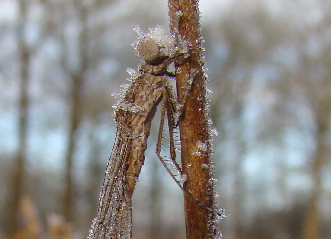 Libellen in de winter