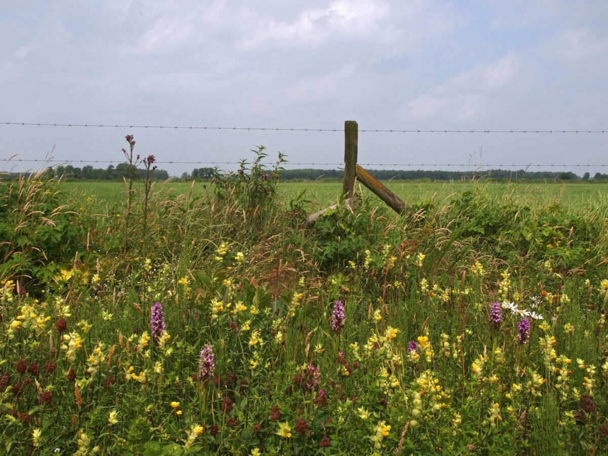 Bermbeheer dat bijdraagt aan biodiversiteit