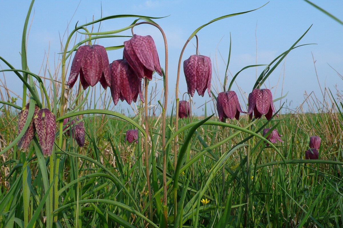 Waterschap Drents Overijsselse Delta