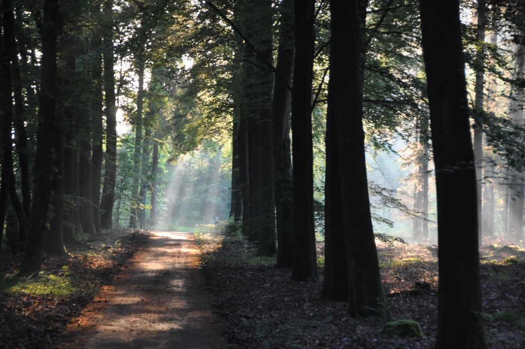 Door de bomen het bos.......