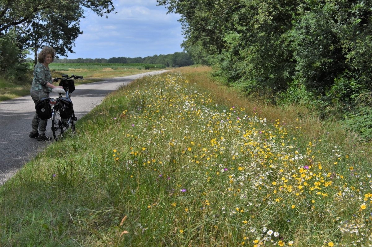 Drentse overheden maken werk van ecologisch bermbeheer