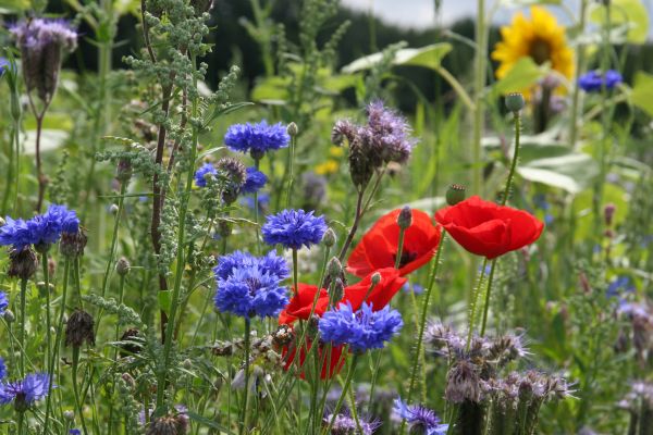 Gemeente Meppel biedt ondersteuning bij natuurvriendelijk inrichten erf