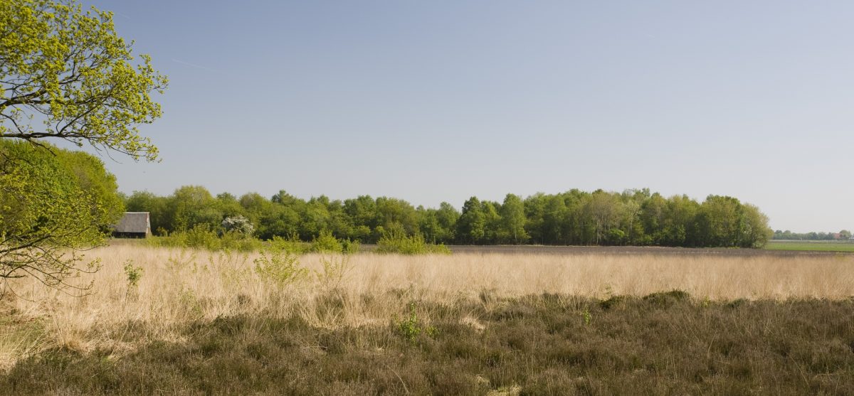 WNF Living Planet Report: Nederlandse natuur in grote problemen