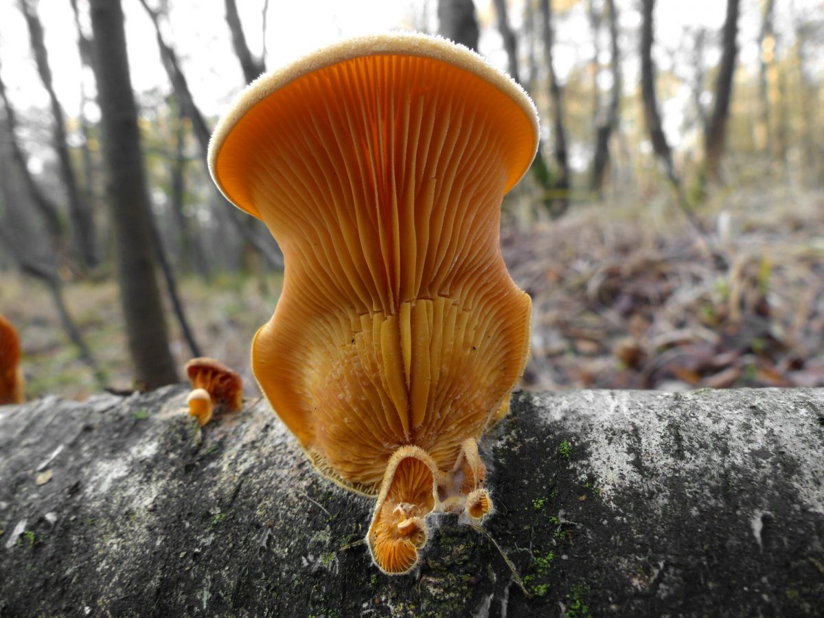 Twee bijzondere paddenstoelen in extreem vroeg voorjaar
