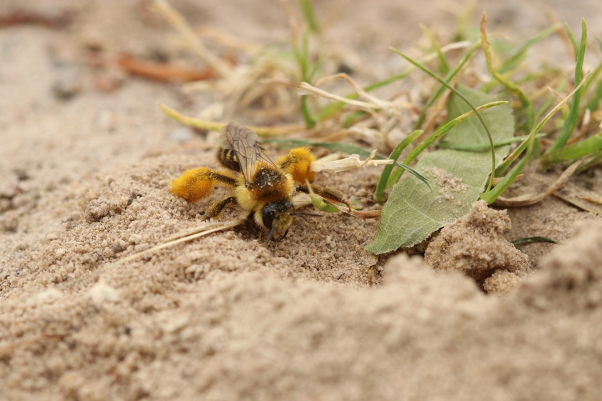 Lezing Bescherming wilde bijen in tuin en landschap 