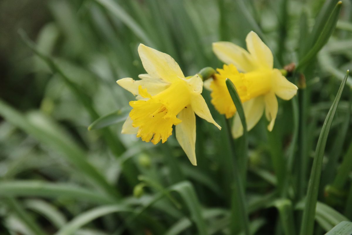 Informatiebijeenkomst: Bescherm de wilde narcis in uw tuin