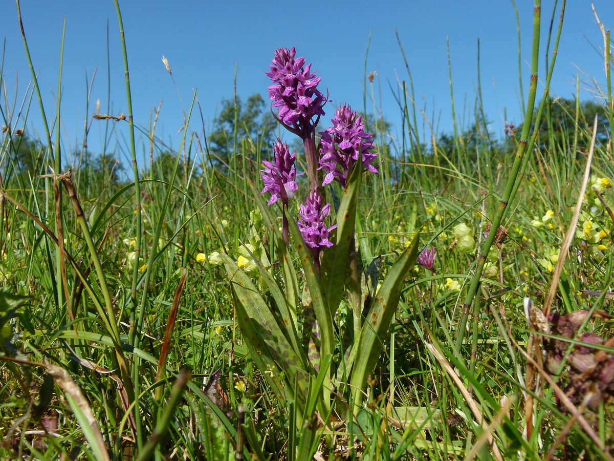 Orchideeën vertegenwoordigen Drentse topnatuur