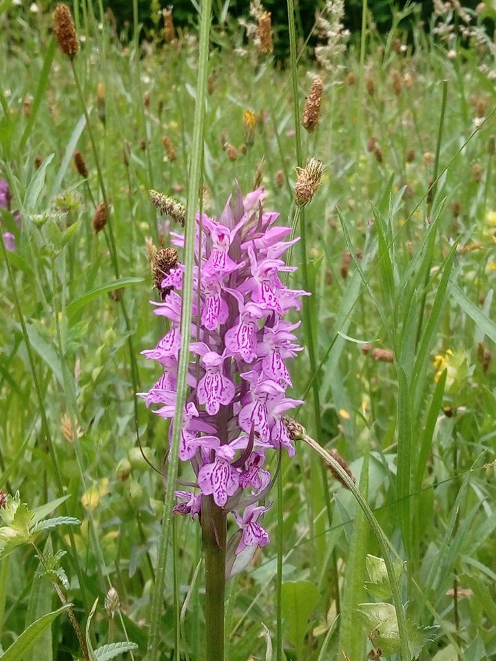 Tynaarlo geeft ruim baan aan bloemen, bijen en bomen