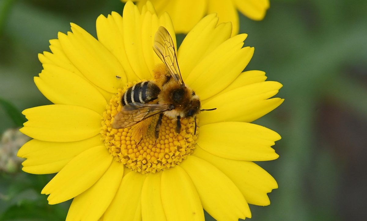 Doe mee met de Nationale Bijentelling!