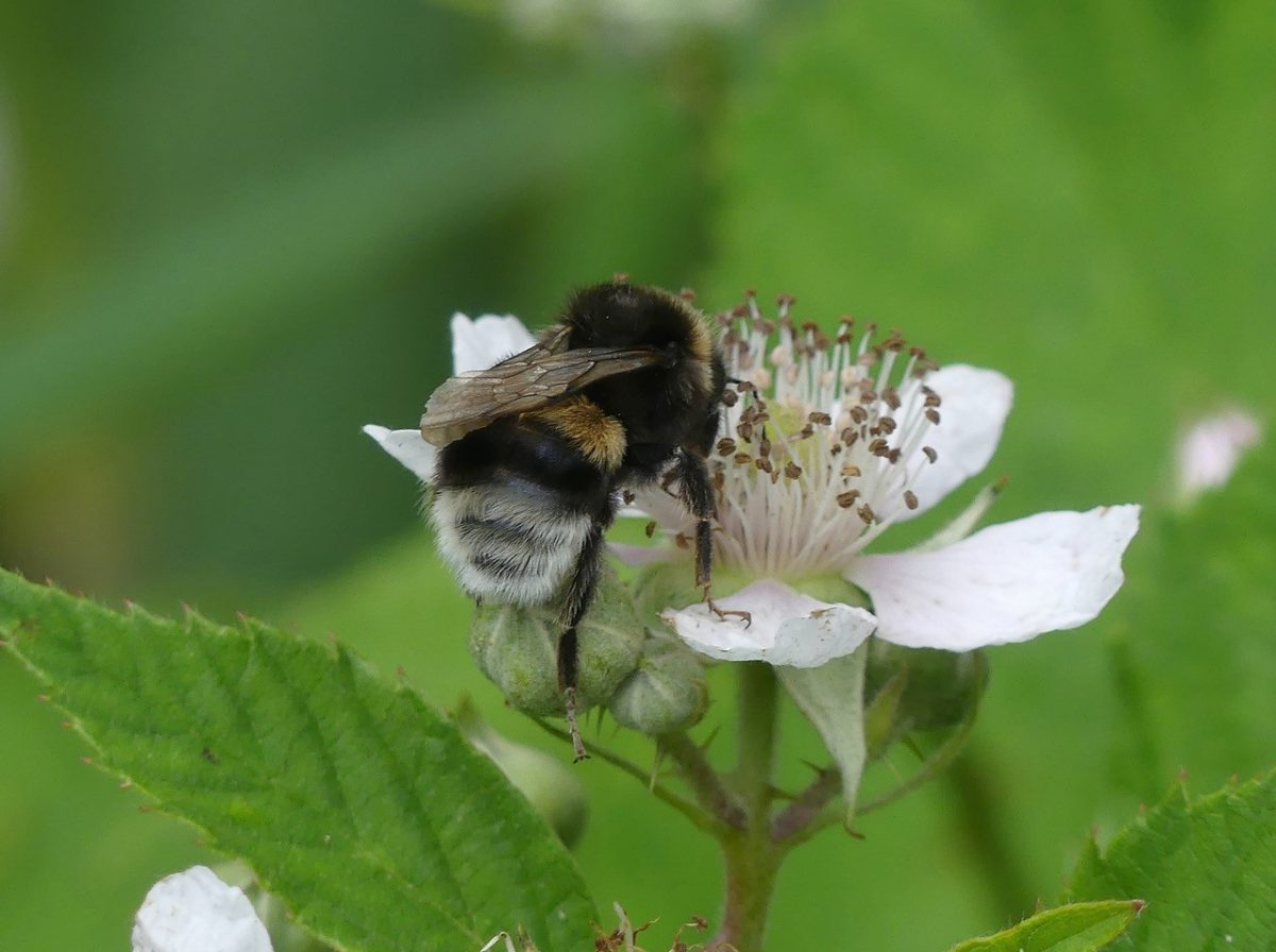 Aan de slag voor insecten: lees wat jij kunt doen