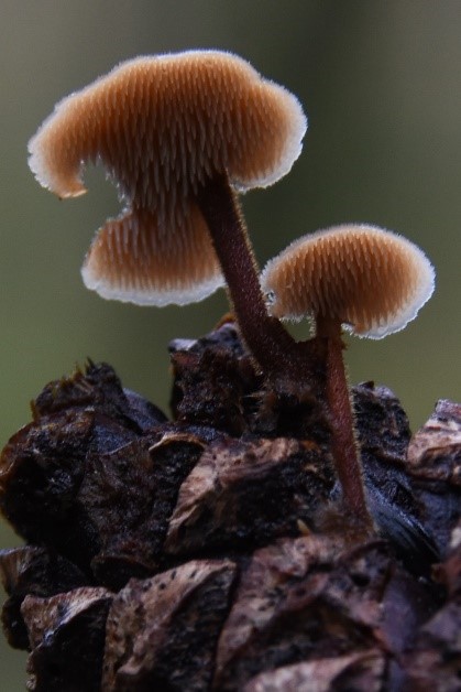 Herfstgelukjes, gedachten en gevoelens