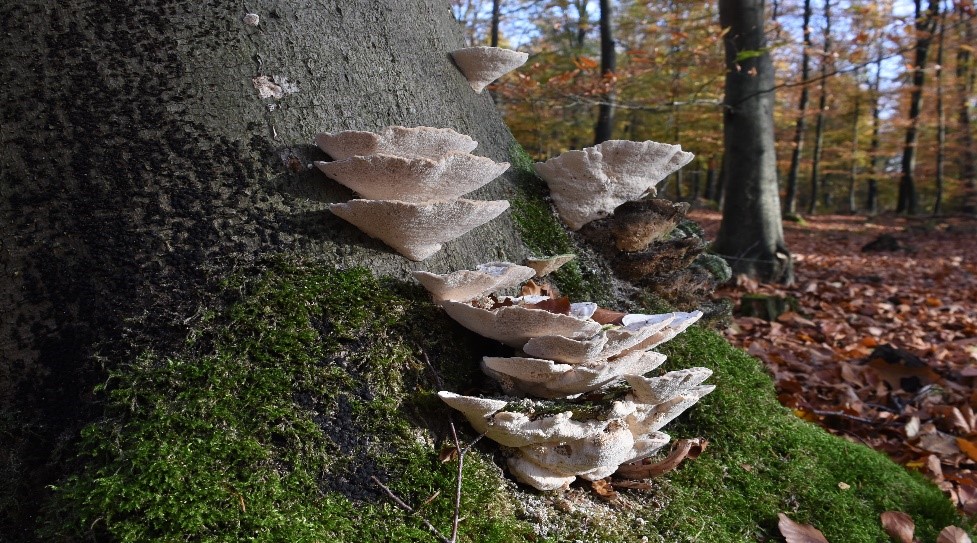 Ode aan het bos