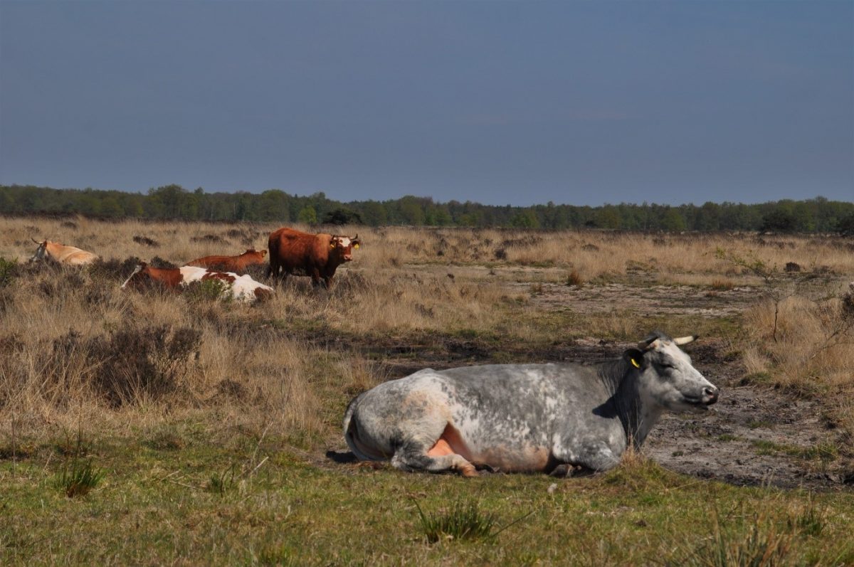 De hei vol huisdieren