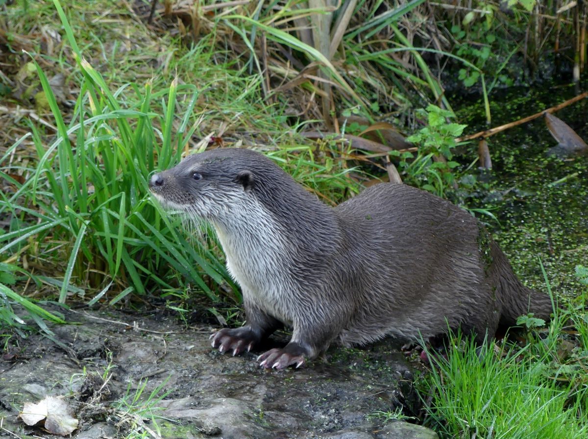 Zoogdiervereniging roept 2021 uit tot ‘Jaar van de Otter’