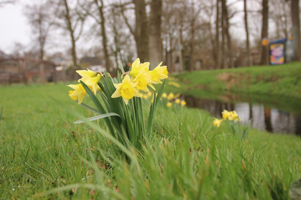 Bescherm de zeldzame wilde narcis!