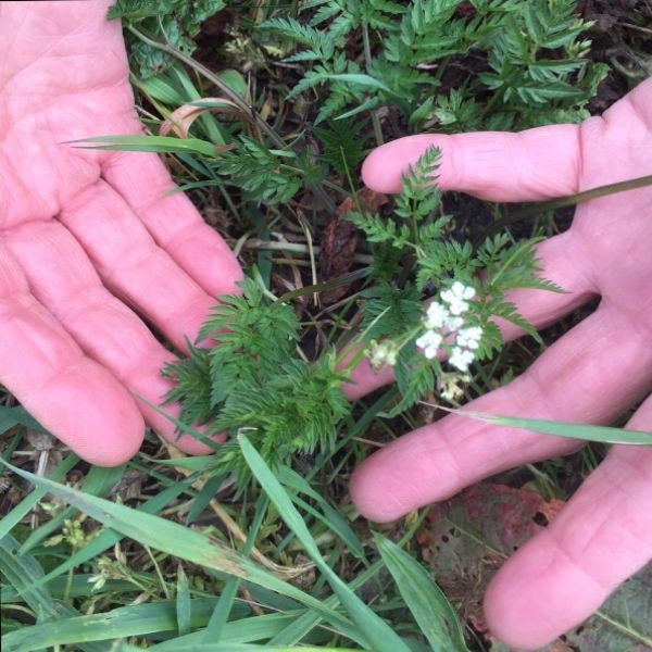 Ecologisch bermbeheer en monitoring in Noord-Sleen