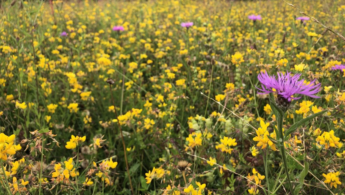 Cursus Bloemrijke bermen