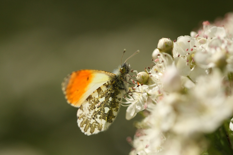 Online voorjaarsbijeenkomst Vlinderwerkgroep Drenthe 19 april