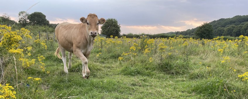 Jakobskruiskruid krijgt onterecht de schuld