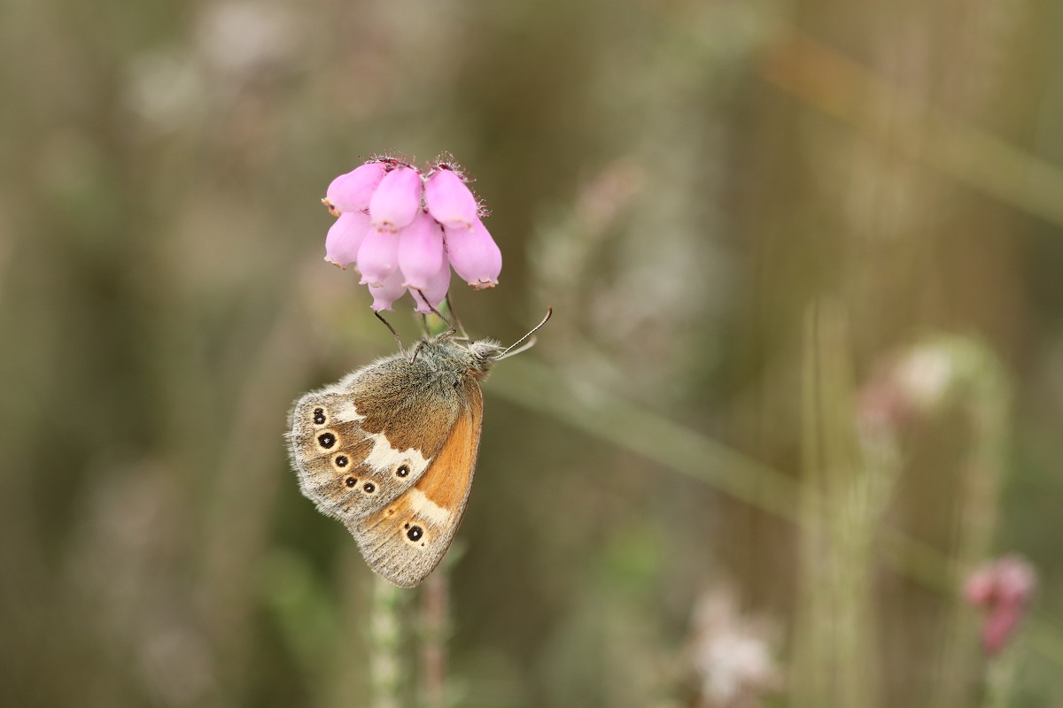 Webinar Heide- en veenvlinders in Drenthe