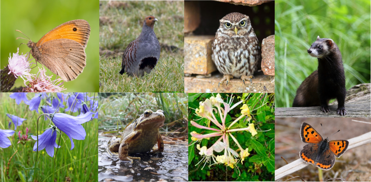 Webinar Basiskwaliteit Natuur Drenthe