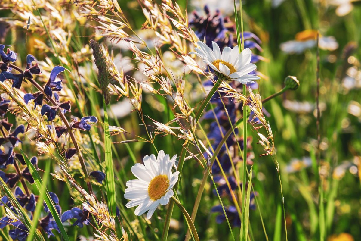 Maak van je grasveld een bloemenzee