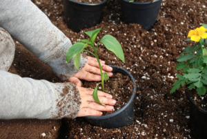 Kind zet plantje in een pot