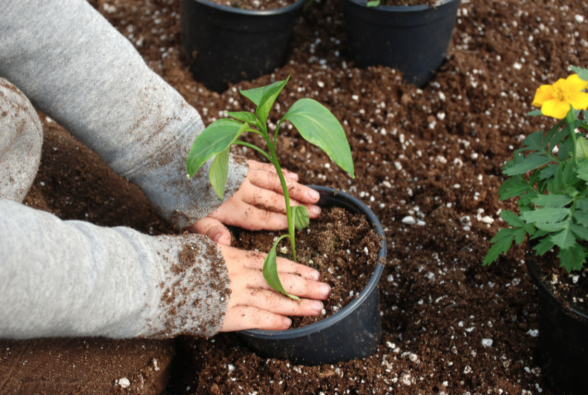 Nieuwe subsidie voor het vergroenen van je tuin