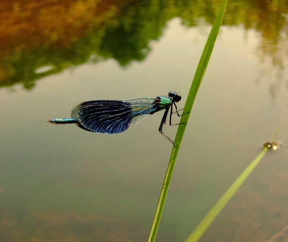 Kleurkeur Blauw: een nieuwe standaard voor ecologisch beheer van watergangen