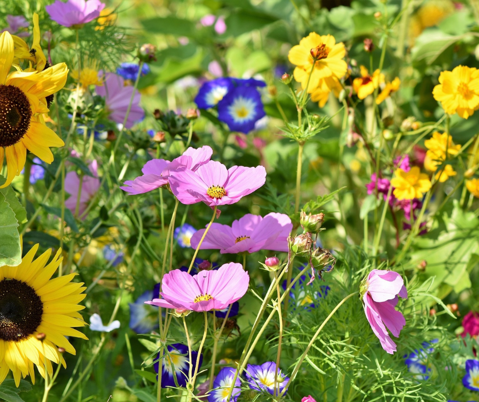 Wilde bloemen