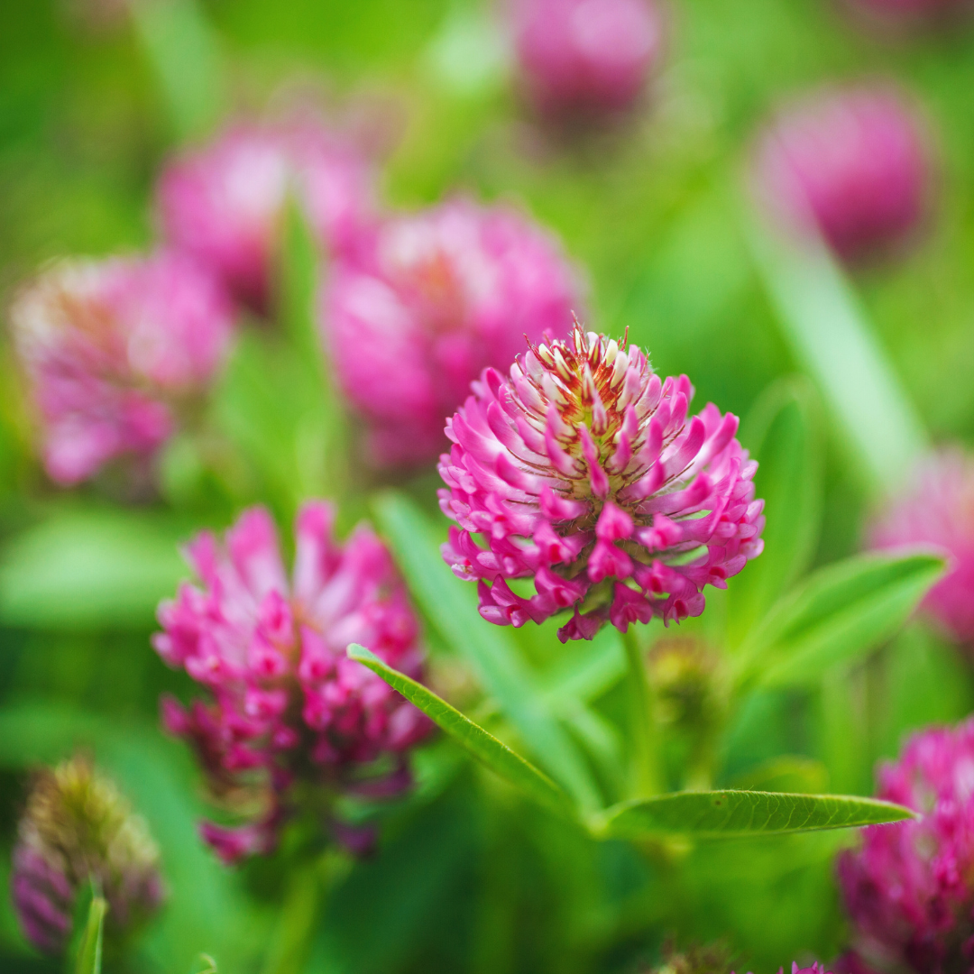 Vogels hebben baat bij inheemse biologische planten in de tuin