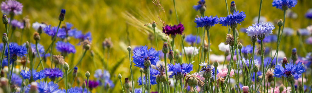 Korenbloemen